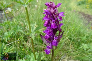 Dactylorhiza majalis (2023)